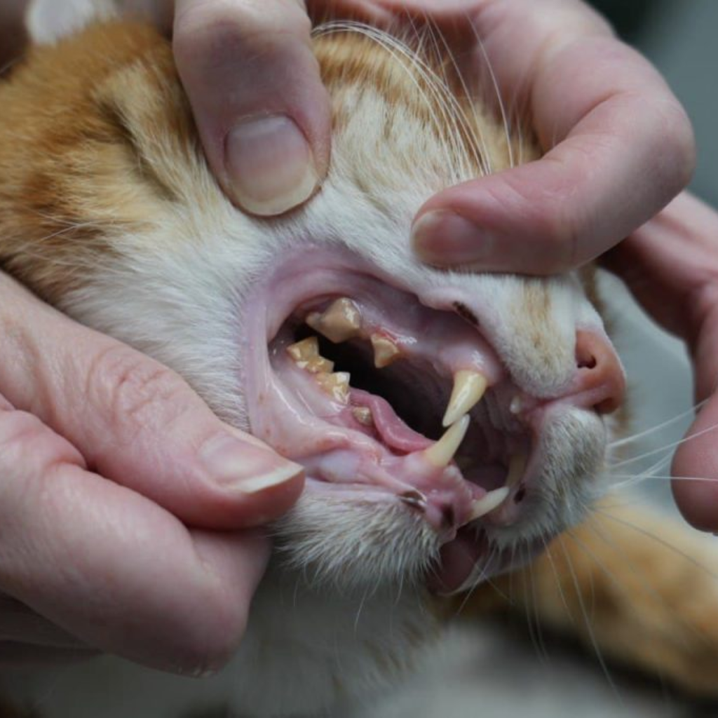 Vet Dental Teeth & Ear Wipes
