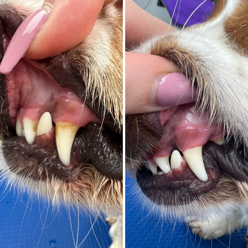 Vet Dental Teeth & Ear Wipes